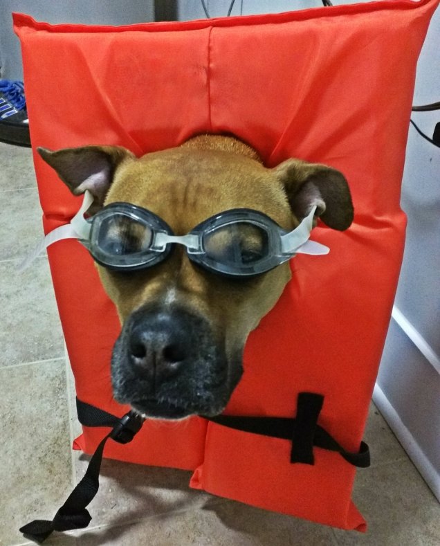 dog wearing goggles and life vest
