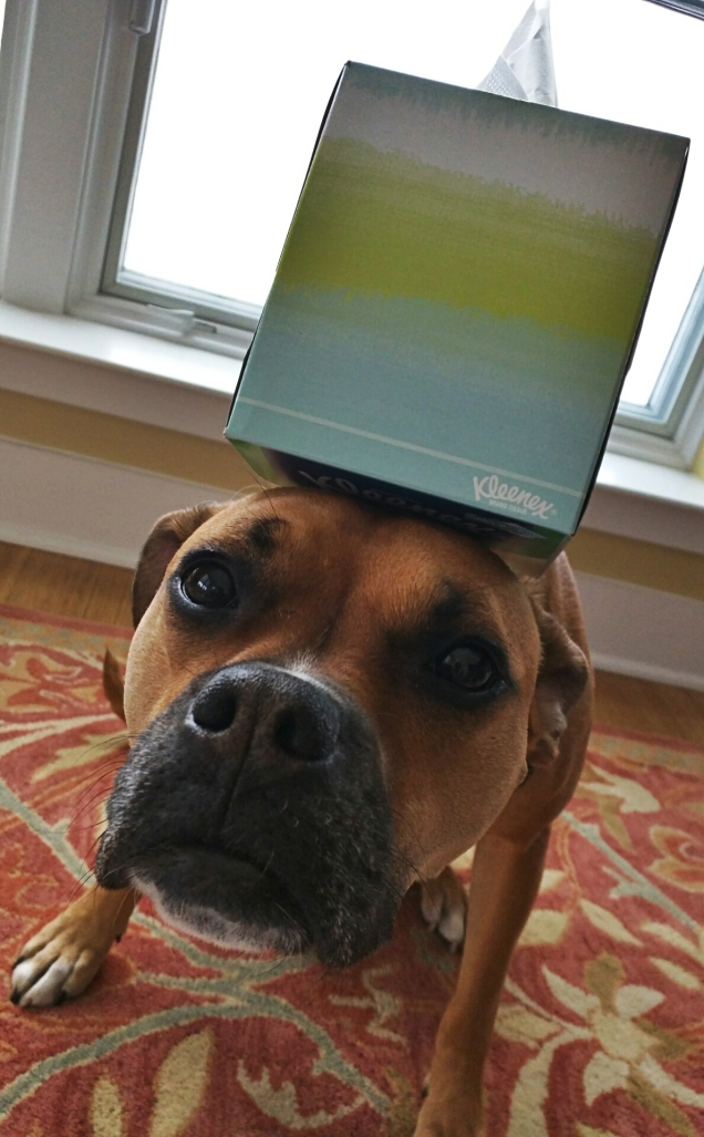 dog with tissues on head