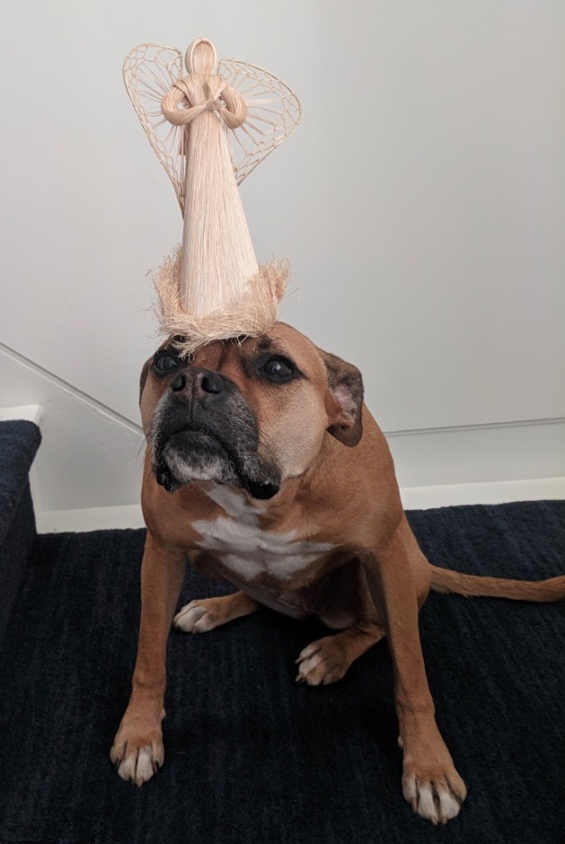 dog with christmas angel on head