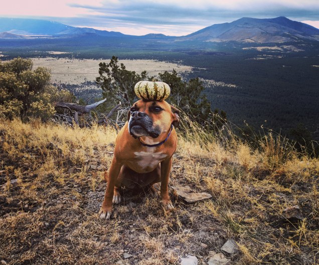 dog with decorative gourd on her head