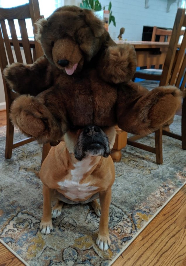 Dog with stuffed bear on her head